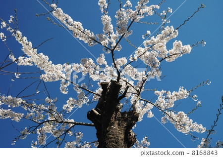 被修剪的櫻花盛開 8168843