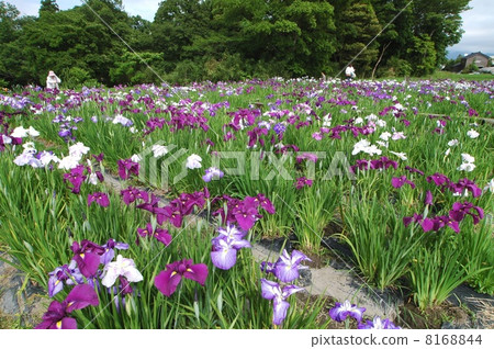 盛開的虹膜 盛開的虹膜 8168844