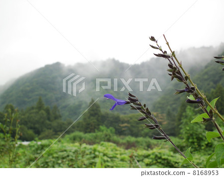 Doshishi高速公路Salvia Guarani奇卡 8168953