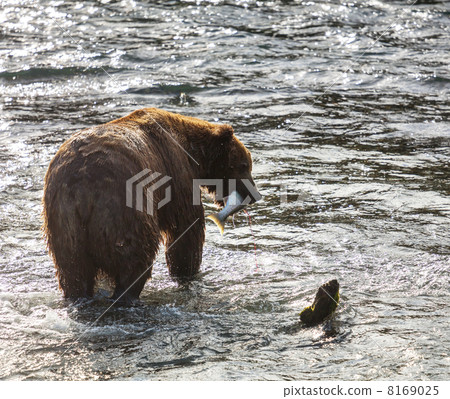 Bear on Alaska 8169025