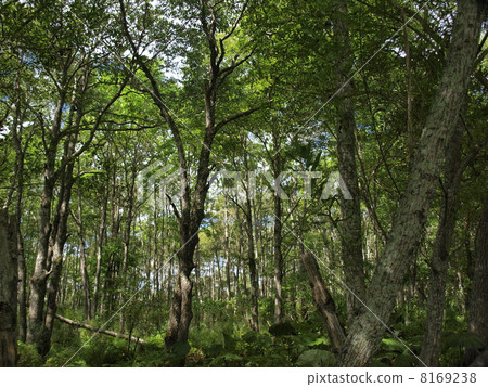Kushiro Wetland National Park Forest Kushiro Wetland National Park Forest 8169238