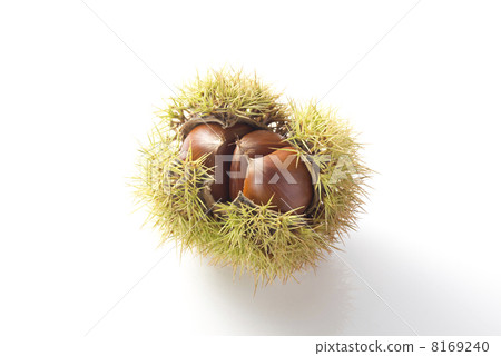 板栗，栗子 8169240