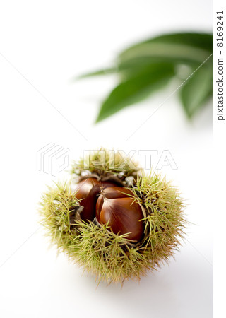 板栗,栗子 板栗,栗子 8169241