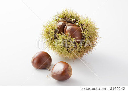 板栗，栗子 8169242