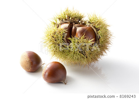 板栗，栗子 8169243