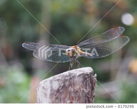 裁剪標記 8170298