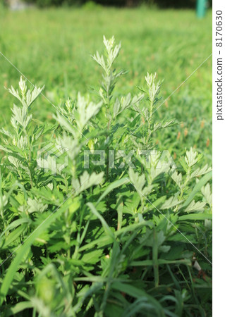 Botanical food momoti 8170630