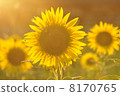 Sunflower sunflower 1 8170765