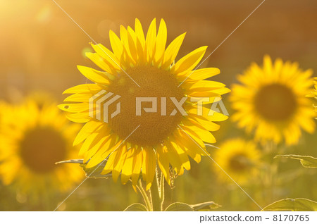 Sunflower sunflower 1 8170765