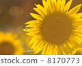 Sunflower sunflower 2 8170773