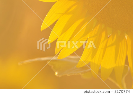 Sunflower sunflower 3 8170774