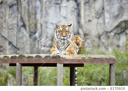 孟加拉虎 孟加拉虎 8170910