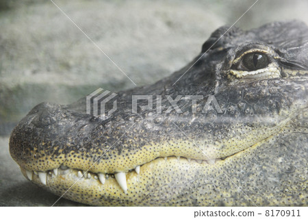 鱷魚的嘴巴 8170911