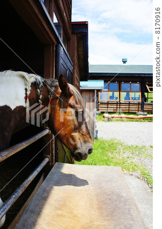 馬厩 馬厩 8170916