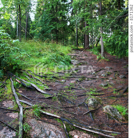 path with roots of trees in forest 8171362