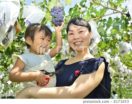 Grapes Grapes 8171653