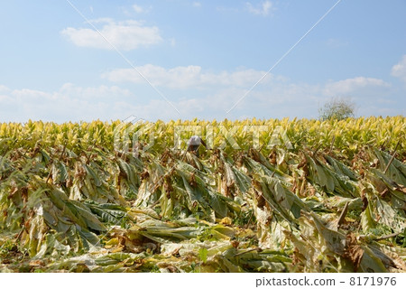 American Leaf Tobacco Farmer 8171976