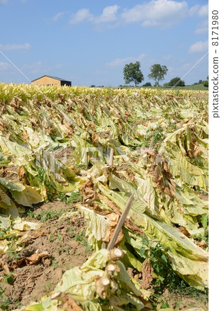 American Leaf Tobacco Farmer 8171980