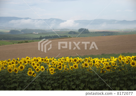 Sunflower field Sunflower field 8172077