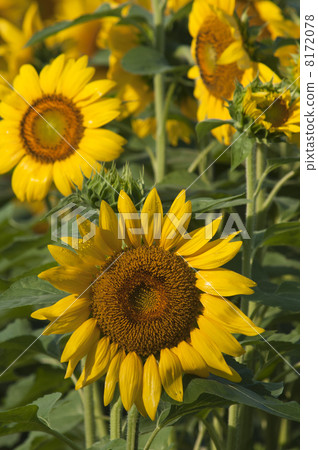 Sunflower flowers Sunflower flowers 8172078
