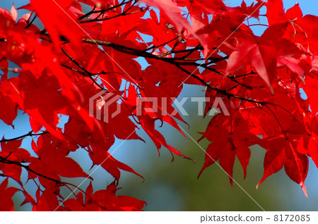 Yamamomiji of autumn leaves 8172085