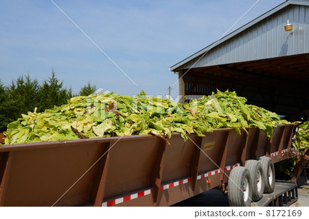 美國菸葉種植 8172169