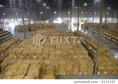 美國煙草原料廠 美國煙草原料廠 8172197
