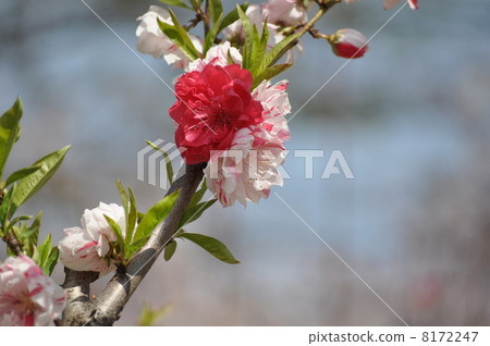 Genpei peach has a red peach Genpei peach has a red peach 8172247