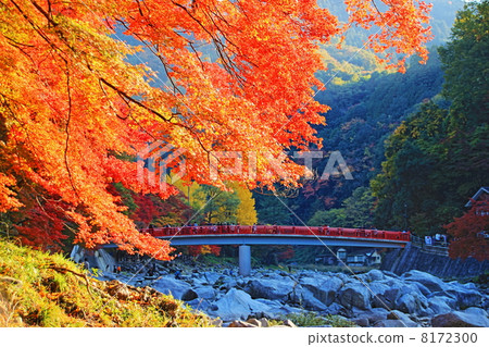 秋葉狩獵 8172300