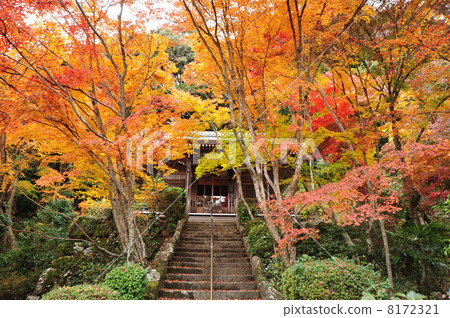 京都高知寺秋葉 京都高知寺秋葉 8172321