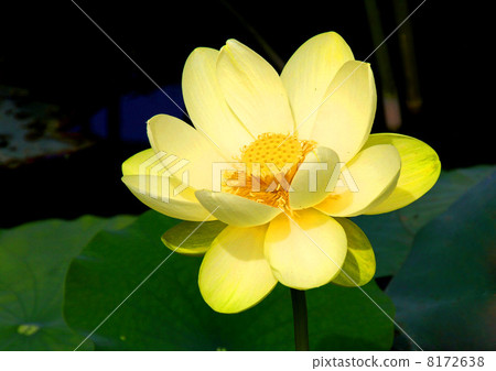 Lotus flower  8172638