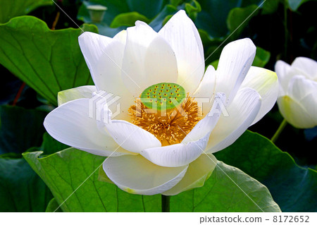 蓮花 8172652