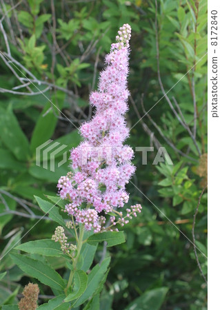 Flower of Senjogahara natural research path Ibuki Tranoo 8172840