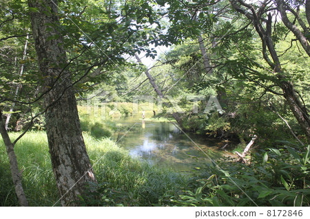 Scenic area of Nikko Senjogahara natural research road Izumonomi Ike 1 8172846