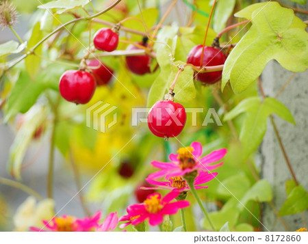 激情紅/ Apple和Ginia 激情紅/ Apple和Ginia 8172860