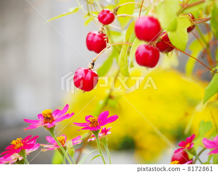 激情紅/ Apple和Ginia 8172861