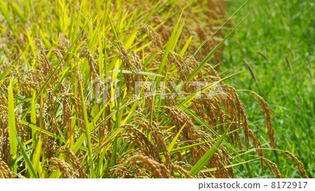 大米和葉子之間的對比 8172917