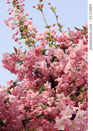 垂絲 垂絲 8172964