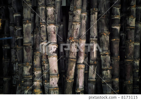 sugar cane 8173115