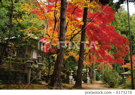 京都保護大廳秋葉 8173278