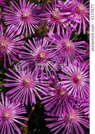 松菊 松菊 8173877