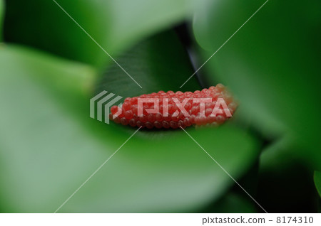 Tashini's egg 8174310