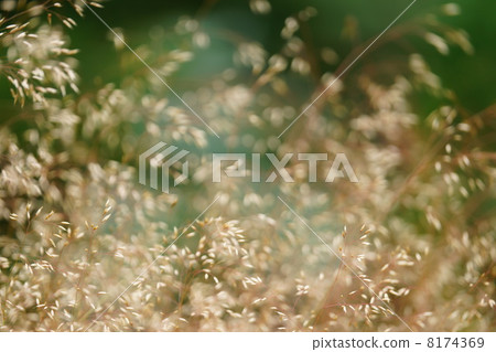 From Ikoro no Mori From Ikoro no Mori 8174369