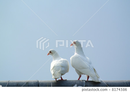 A couple of white doves A couple of white doves 8174386
