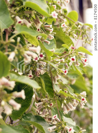 Hexokazura · Small and cute white flower 8174500