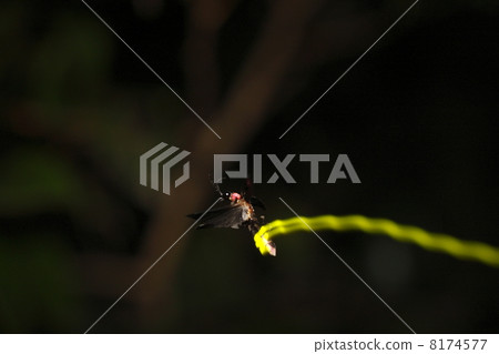 源氏螢火蟲 源氏螢火蟲 8174577