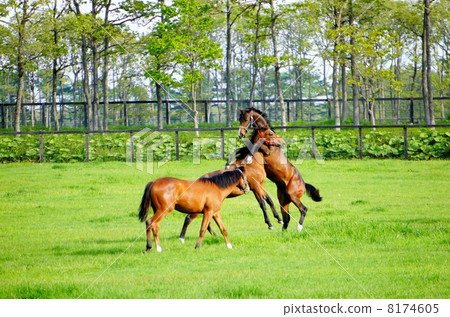 Horses in Hokkaido Horses in Hokkaido 8174605