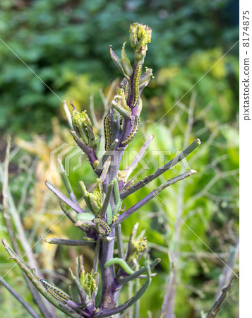 各種害蟲吞噬了田野的規模 各種害蟲吞噬了田野的規模 8174875