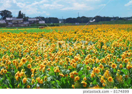 Akeumu Himawari節 8174899