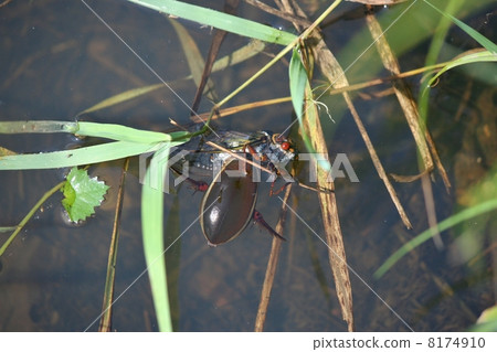 Genetropes preyed on cicadas Genetropes preyed on cicadas 8174910